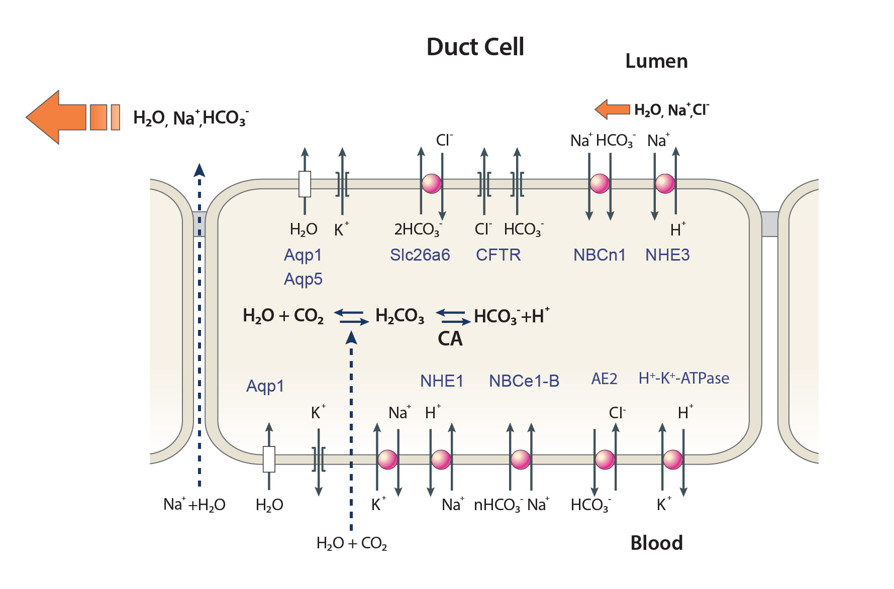 molecular-mechanisms-of-pancreatic-bicarbonate-secretion-pancreapedia